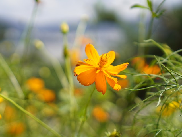 꽃이 이쁩니다.