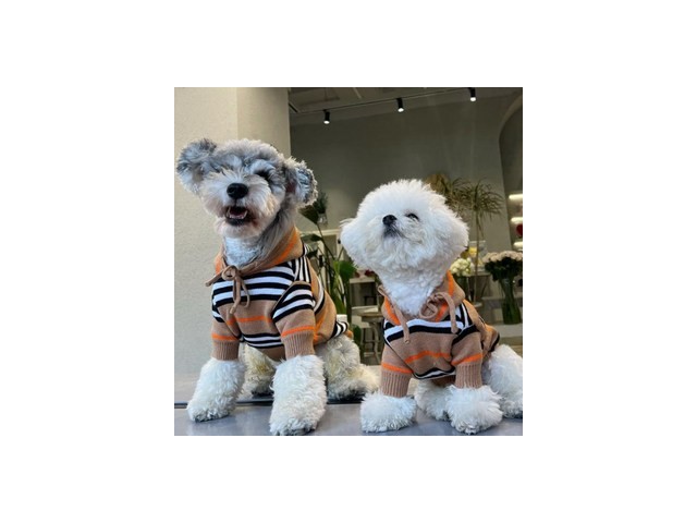 강아지구찌니트 추천 장점 단점 분석 & 가격 정리