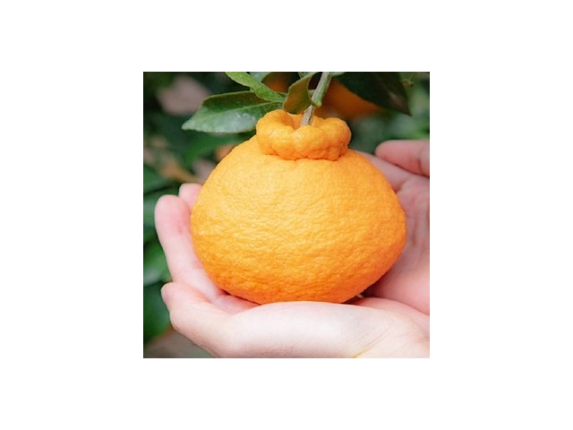 제주 실용성과 디자인 모두 잡은 추천템