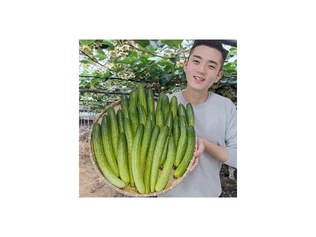 낙안읍성오이 추천 리뷰 분석 및 가격대별 비교